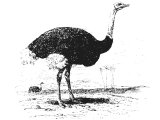 Ostrich (Struthio camelus). Heb. NOTsaH or Y`aNaH (Job 39.13, Lam.4.3, Mic.1.8, Job.30.28-29)